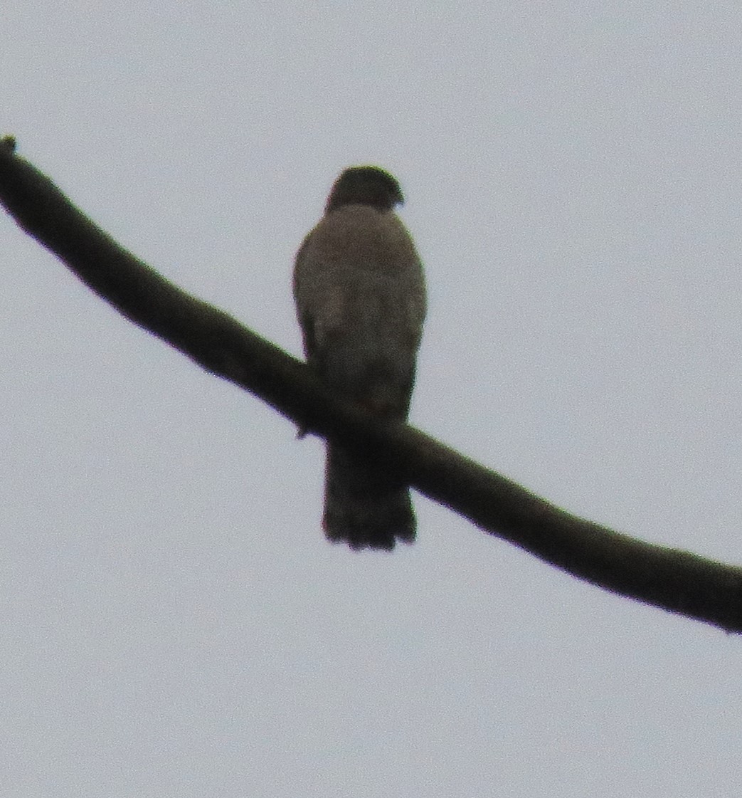 Sharp-shinned/Cooper's Hawk - ML613363095