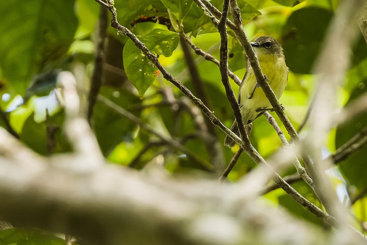 Biak Gerygone - Joachim Bertrands