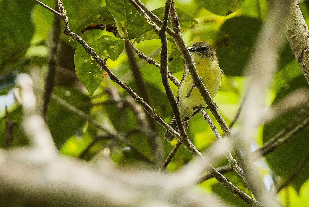 Biak Gerygone - Joachim Bertrands