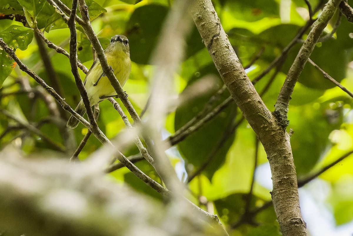 Biak Gerygone - Joachim Bertrands