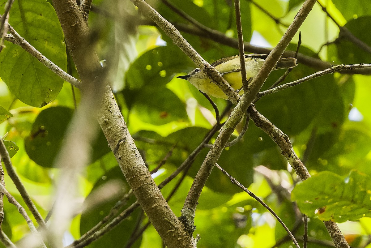 Biak Gerygone - Joachim Bertrands