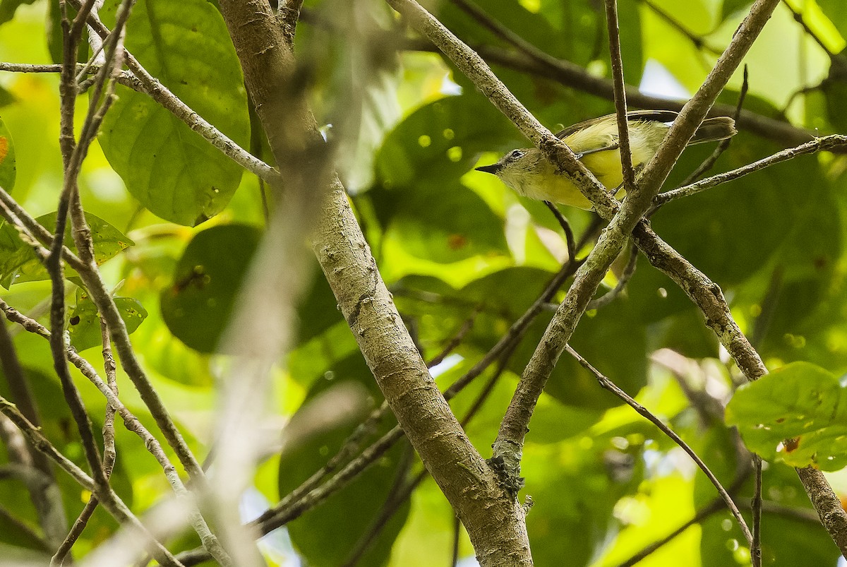 Biak Gerygone - Joachim Bertrands