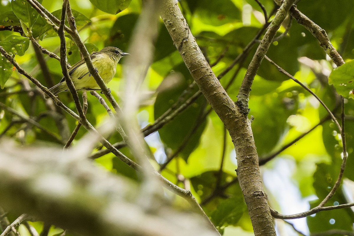 Biak Gerygone - Joachim Bertrands