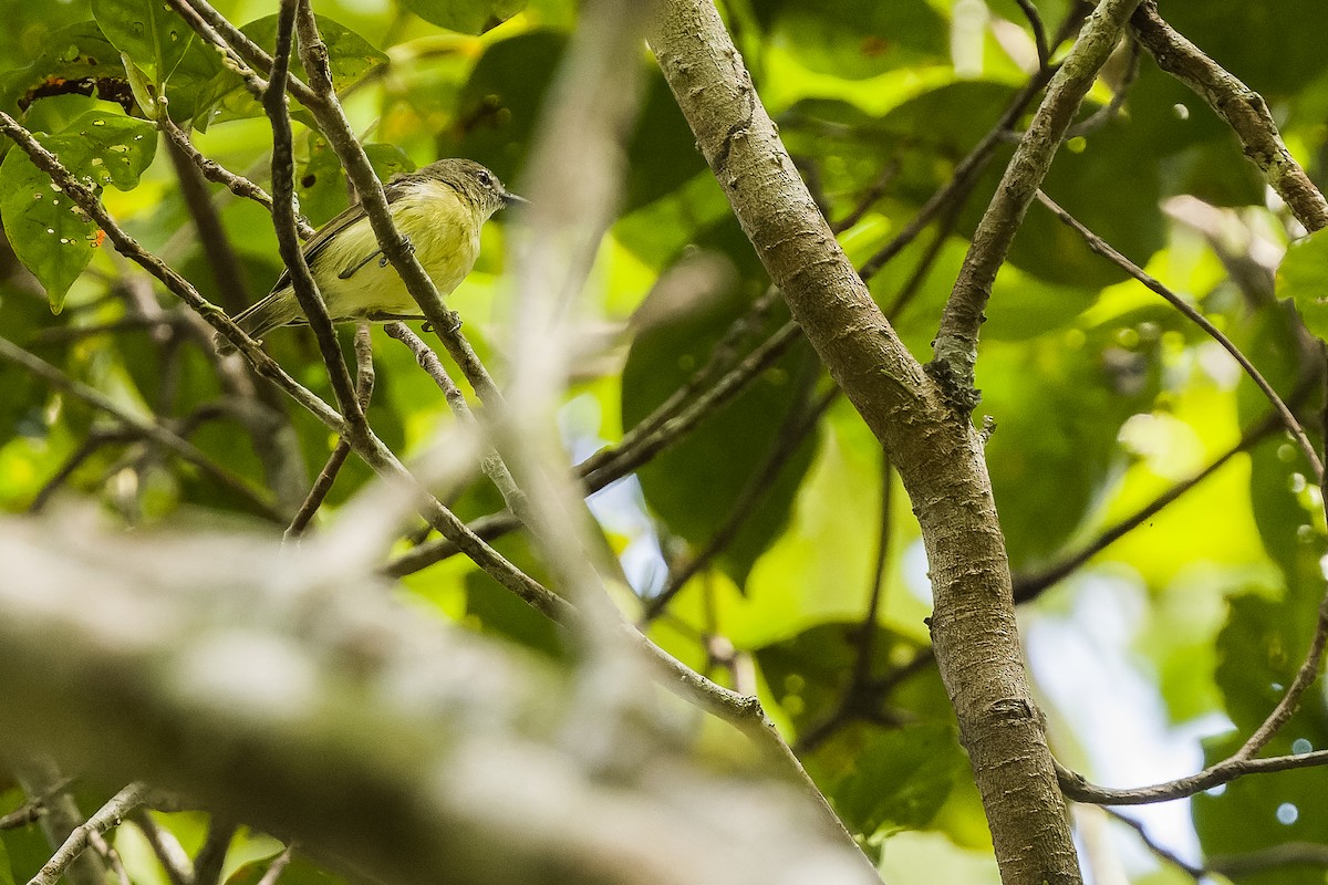 Biak Gerygone - Joachim Bertrands