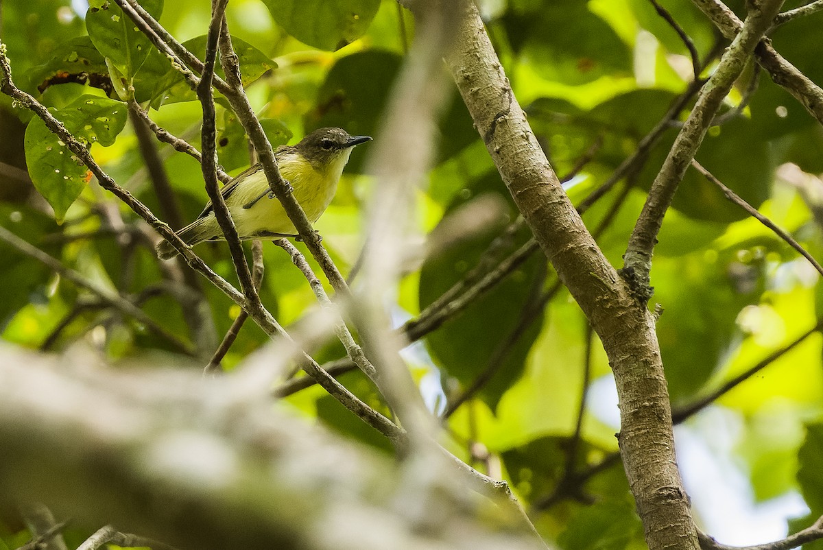 Biak Gerygone - Joachim Bertrands