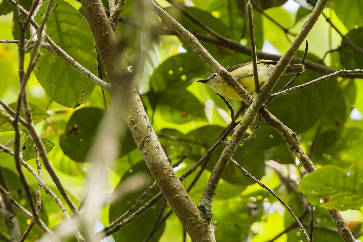 Biak Gerygone - Joachim Bertrands