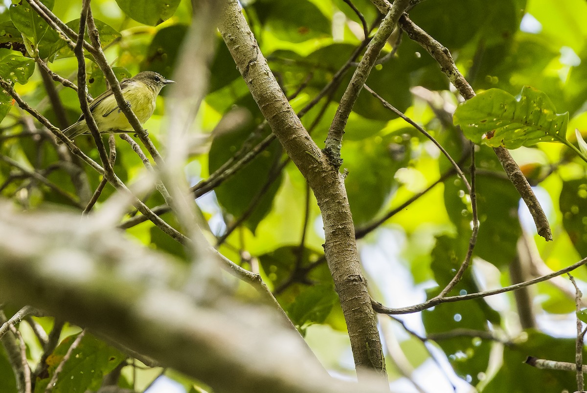 Biak Gerygone - Joachim Bertrands | Ornis Birding Expeditions