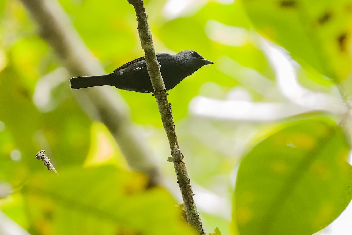 Biak Flycatcher - ML613363178