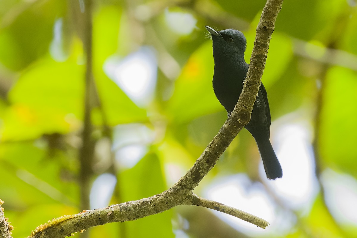 Biak Flycatcher - ML613363182