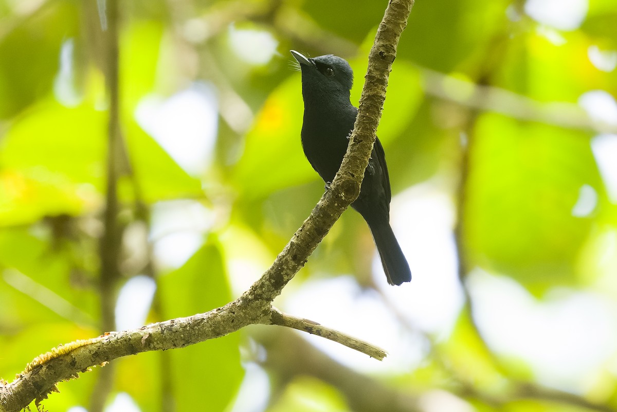 Biak Flycatcher - ML613363184