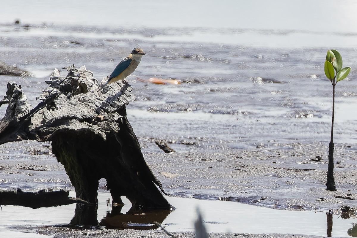 Sacred Kingfisher (Australasian) - ML613363351