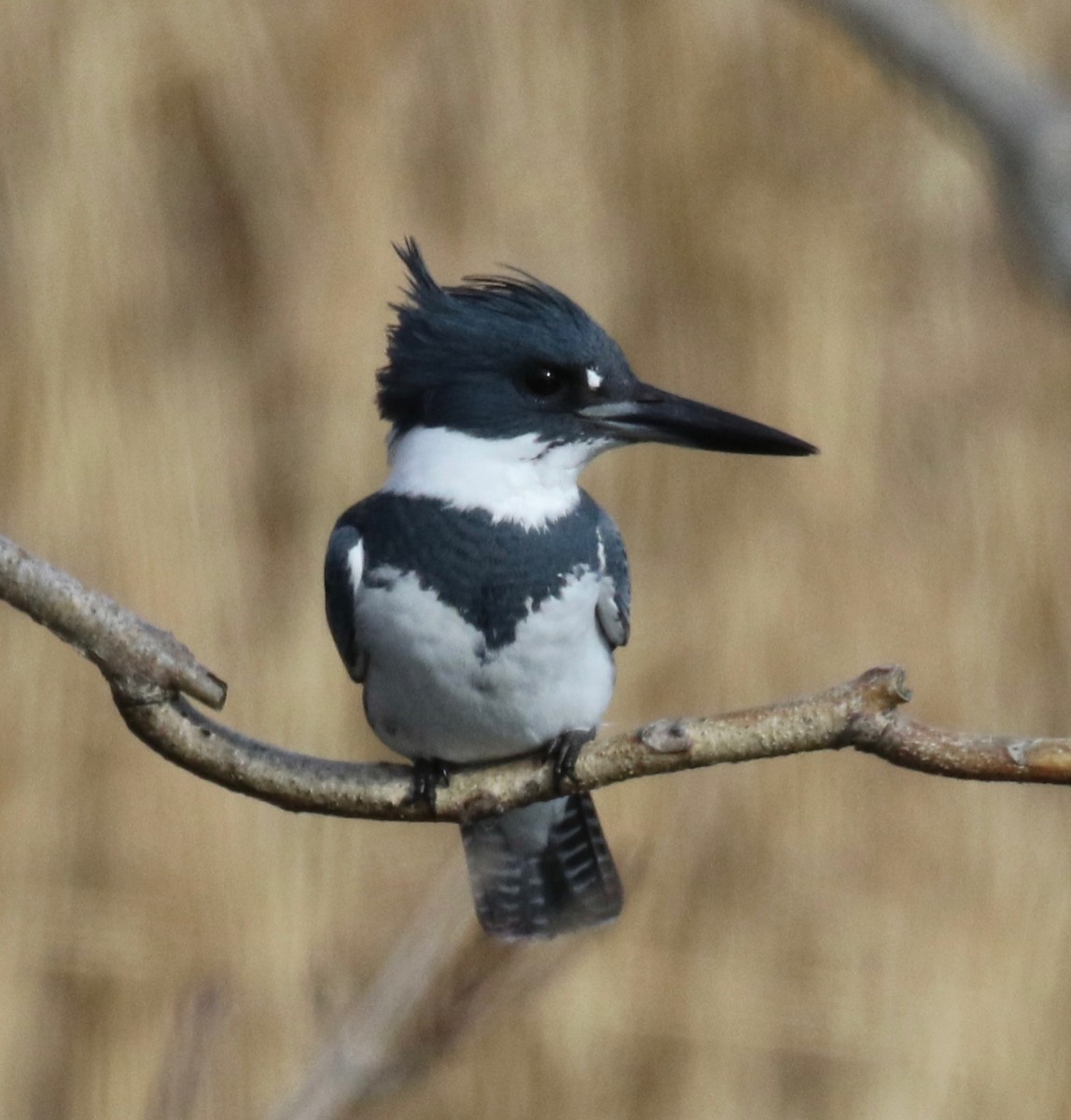 Belted Kingfisher - Frank Mantlik