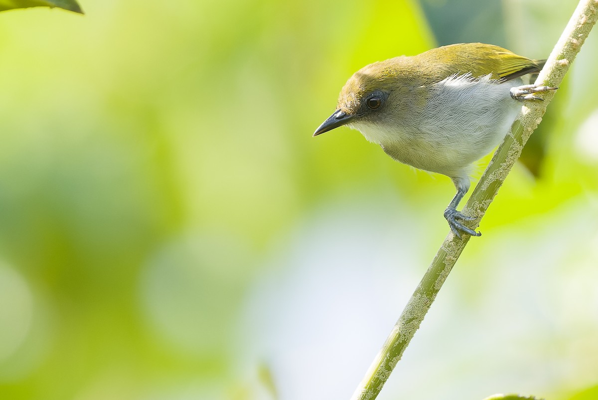 Biak White-eye - ML613363375