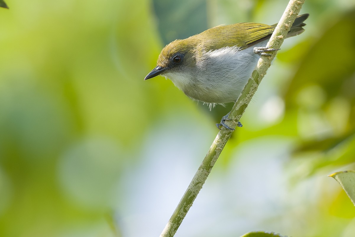 Biak White-eye - ML613363378