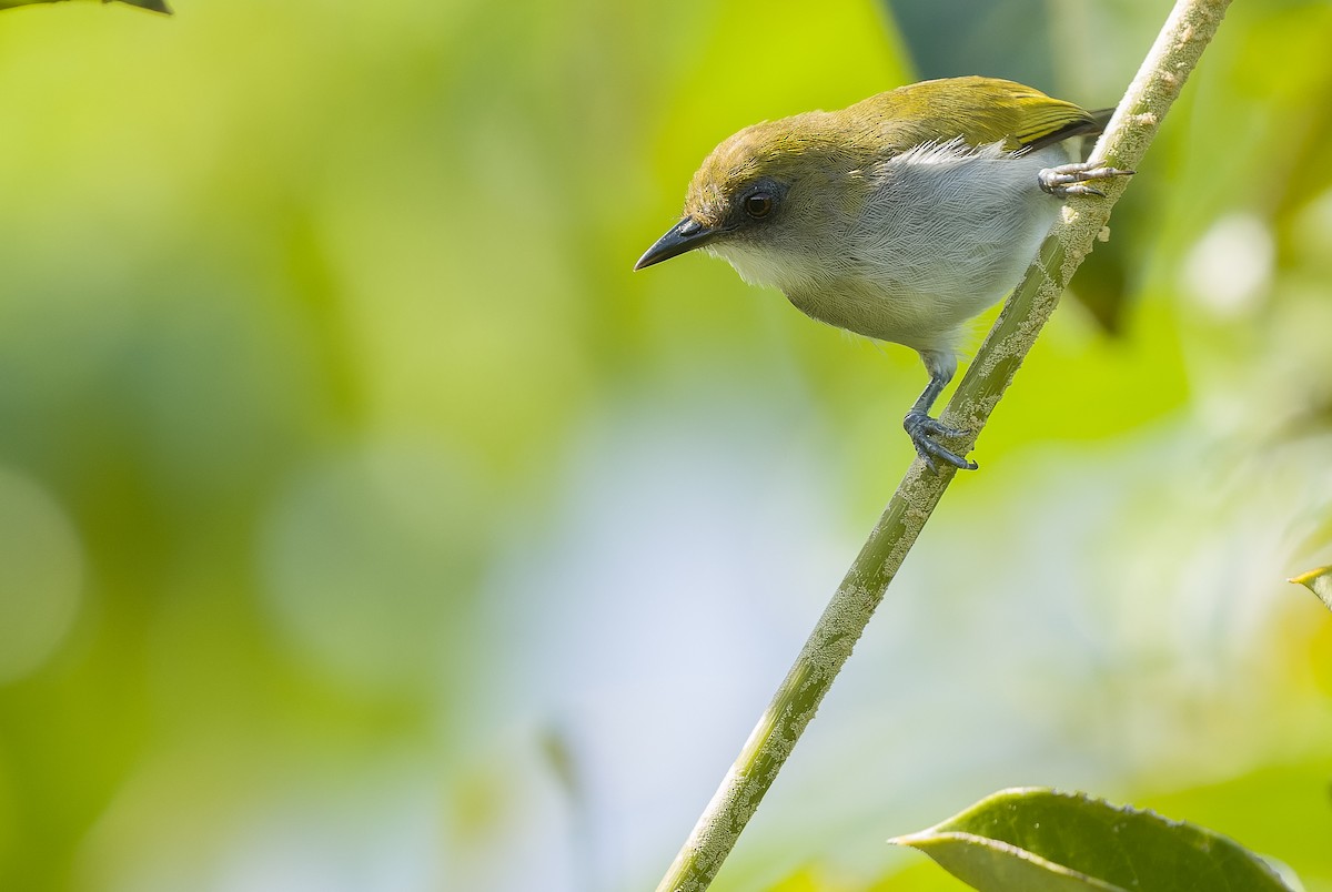 Biak White-eye - Joachim Bertrands