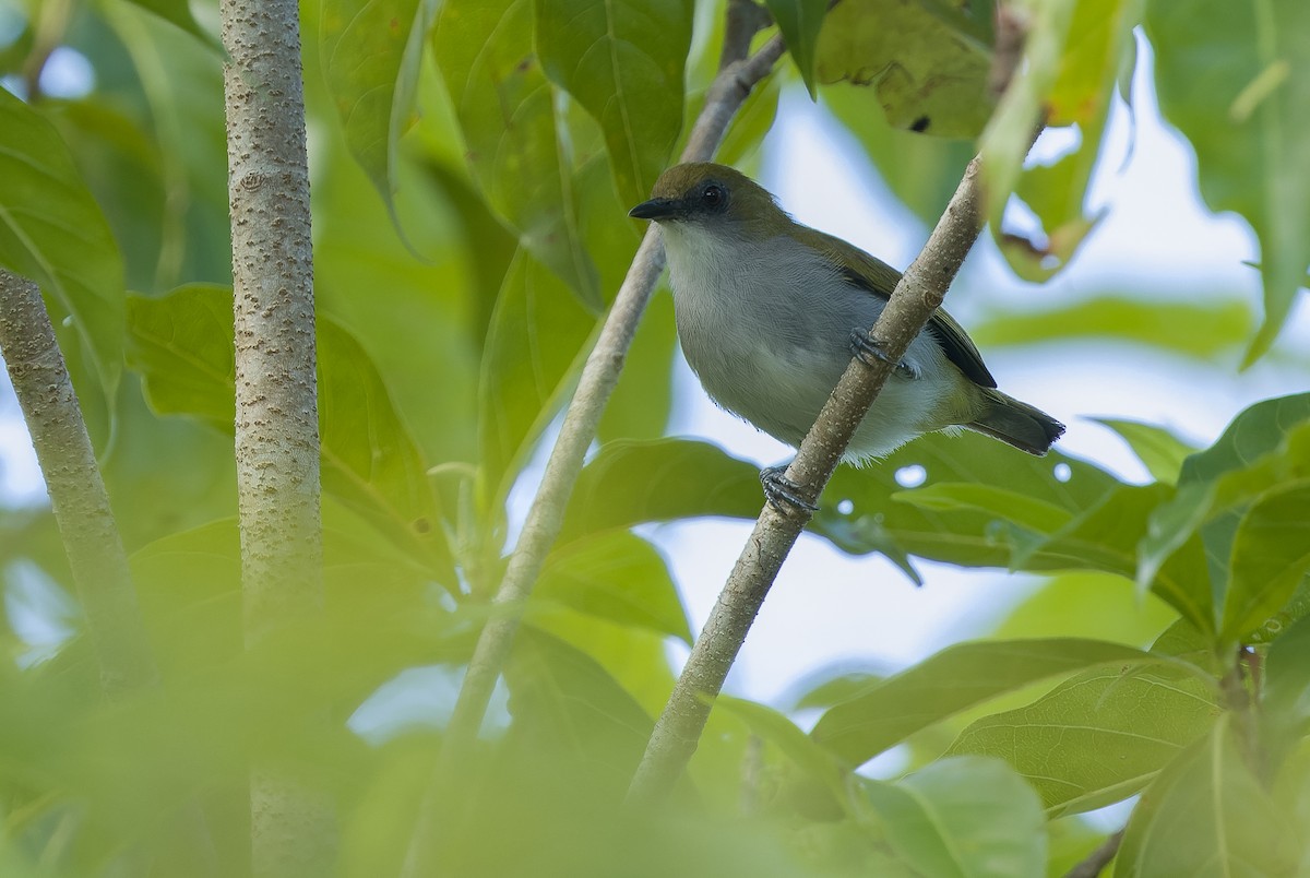 Biak White-eye - ML613363389