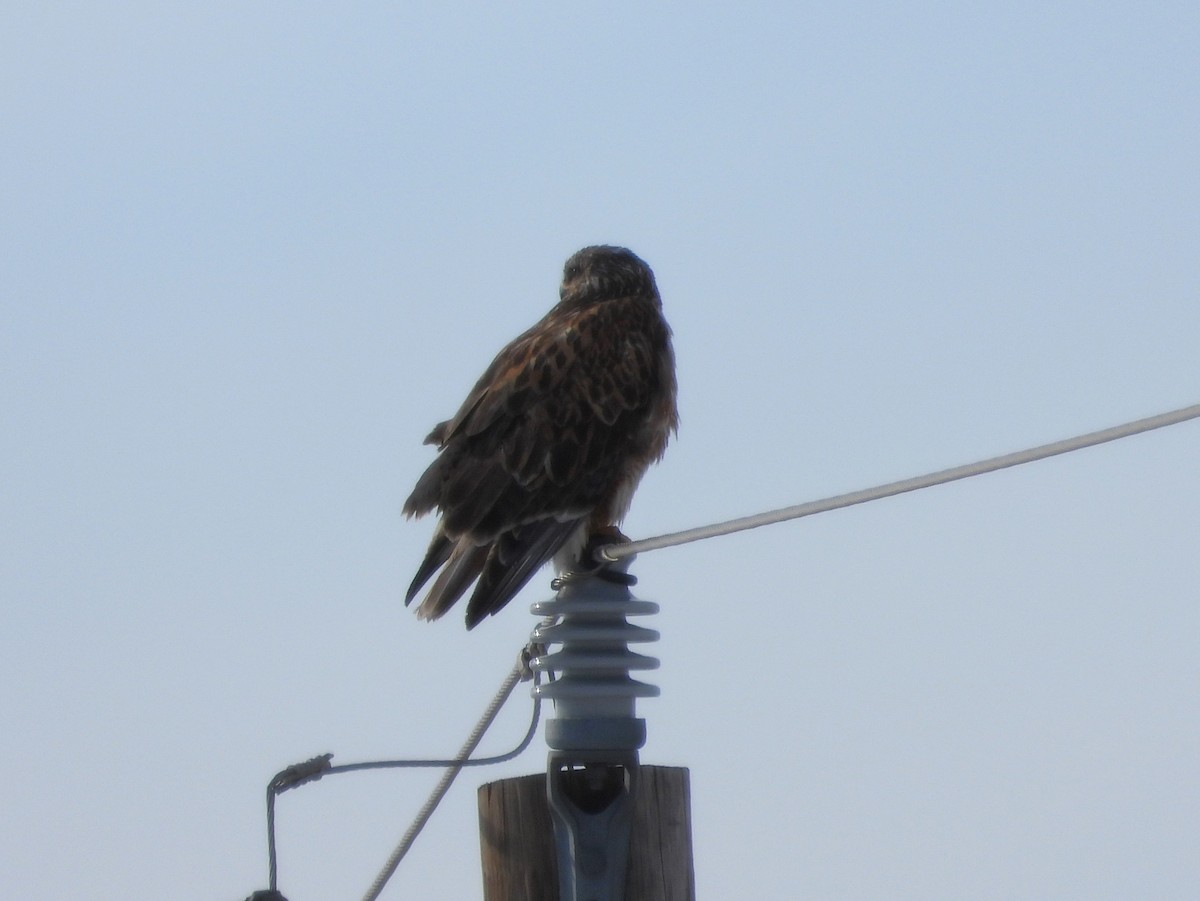 Ferruginous Hawk - ML613363429