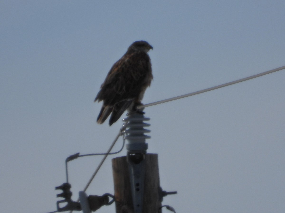 Ferruginous Hawk - ML613363430