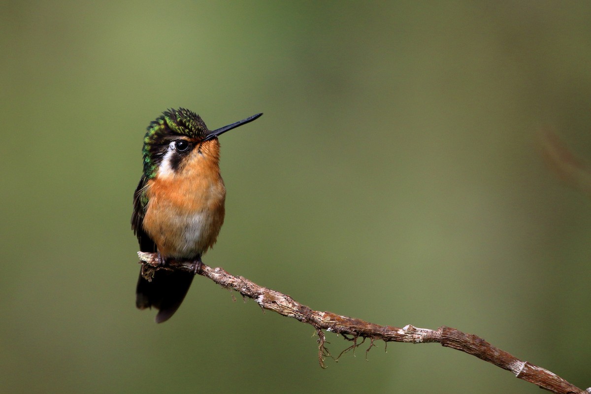 Colibri à gorge pourprée - ML613363447