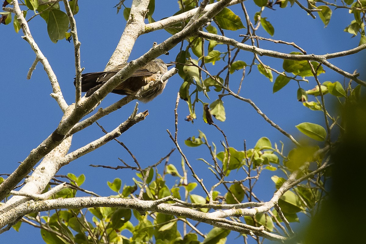 Brush Cuckoo (Australasian) - Joachim Bertrands