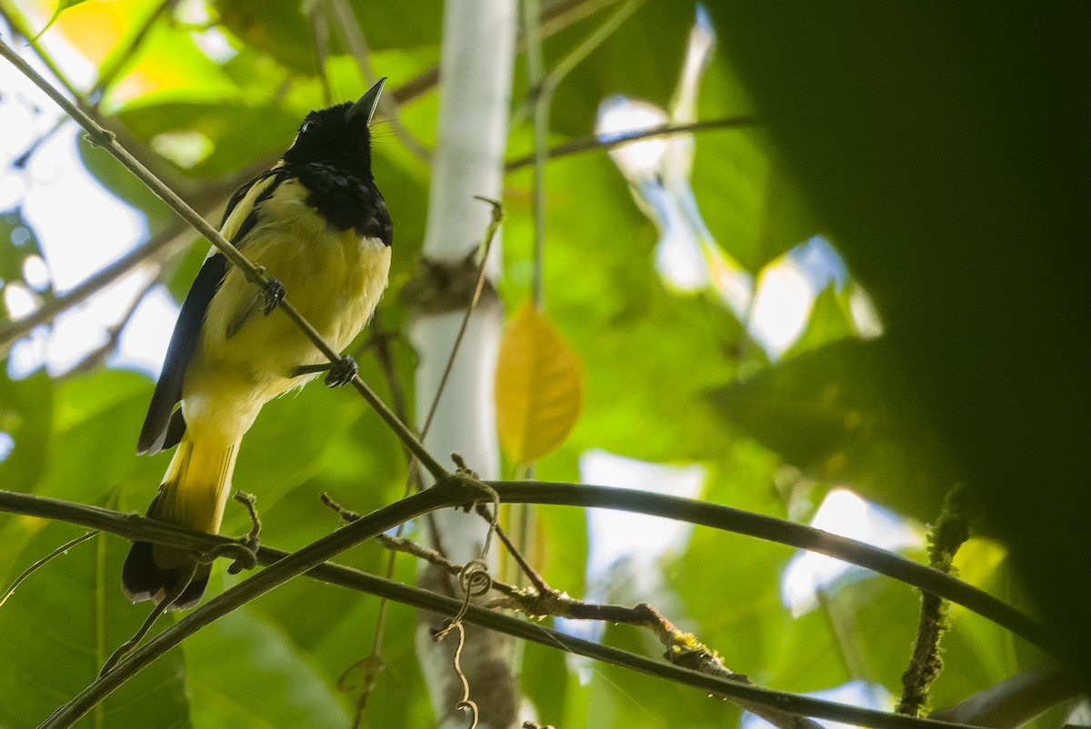 Biak Monarch - Joachim Bertrands