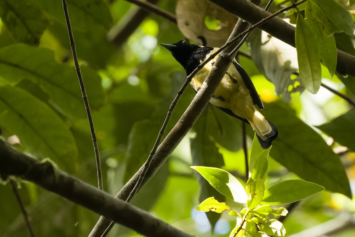 Biak Monarch - Joachim Bertrands