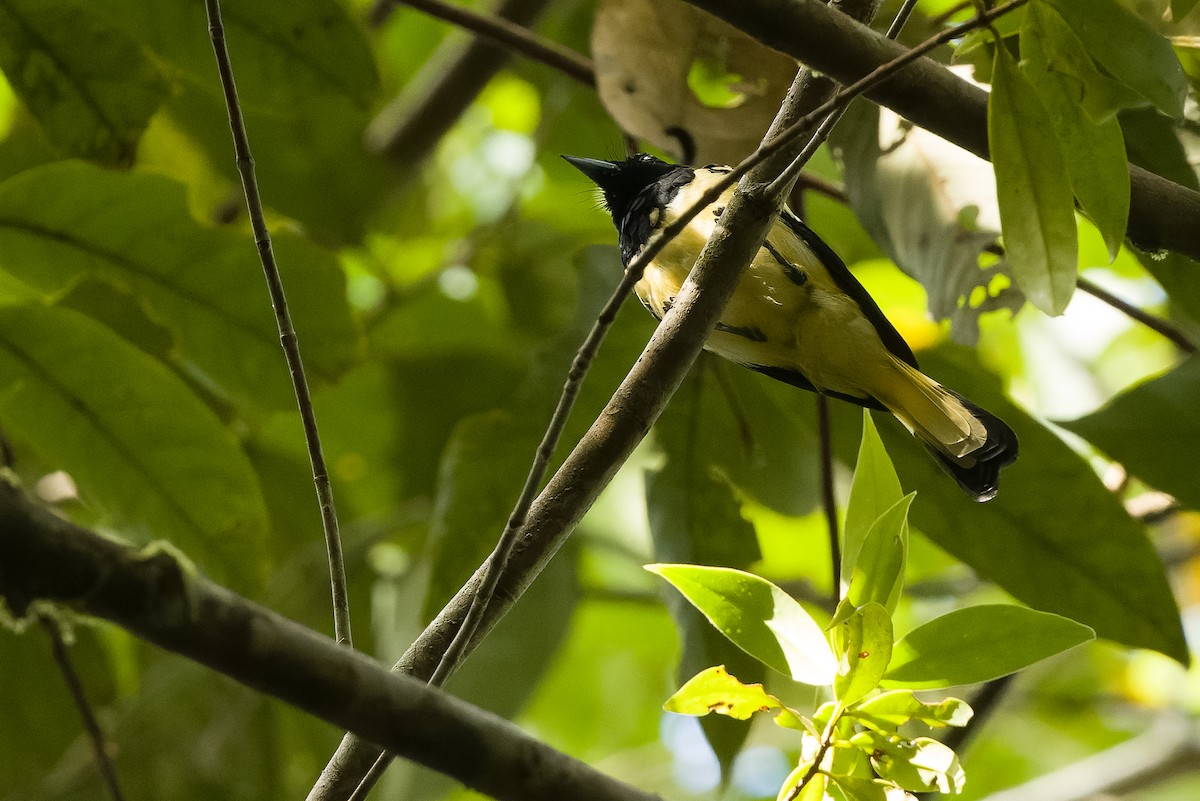 Biak Monarch - Joachim Bertrands