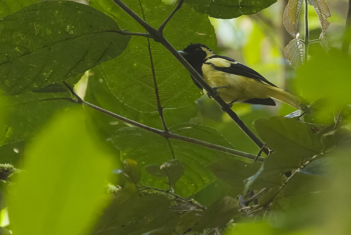 Biak Monarch - Joachim Bertrands