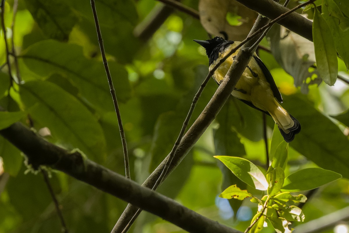 Biak Monarch - Joachim Bertrands