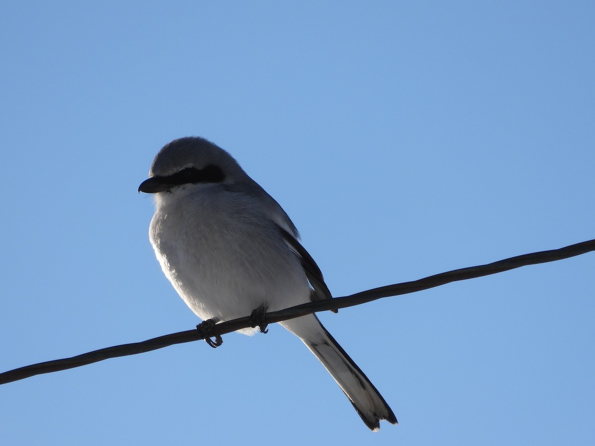 Loggerhead Shrike - ML613363509