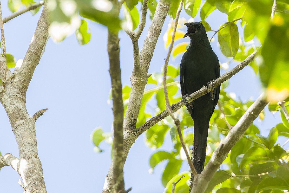 Long-tailed Starling - ML613363549