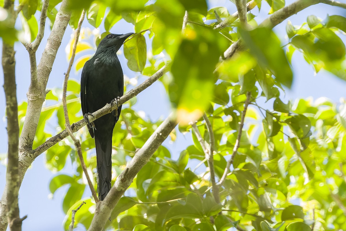 Long-tailed Starling - ML613363551