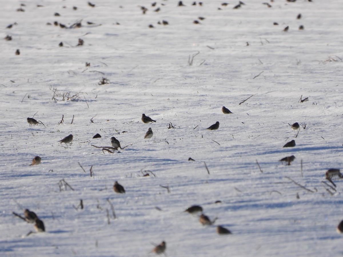 Lapland Longspur - ML613363588