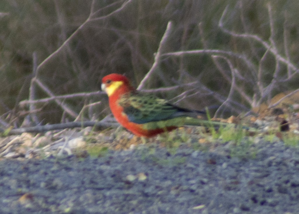 Western Rosella - Anthony Eales