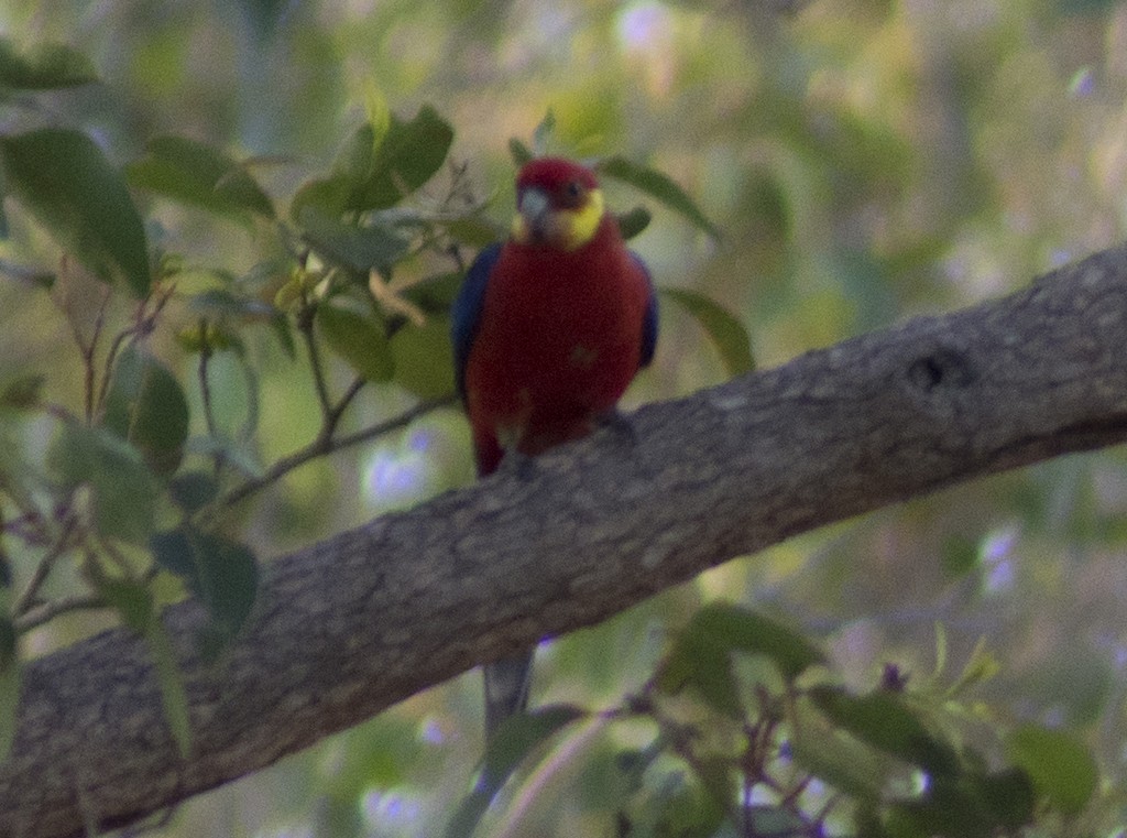 Western Rosella - Anthony Eales