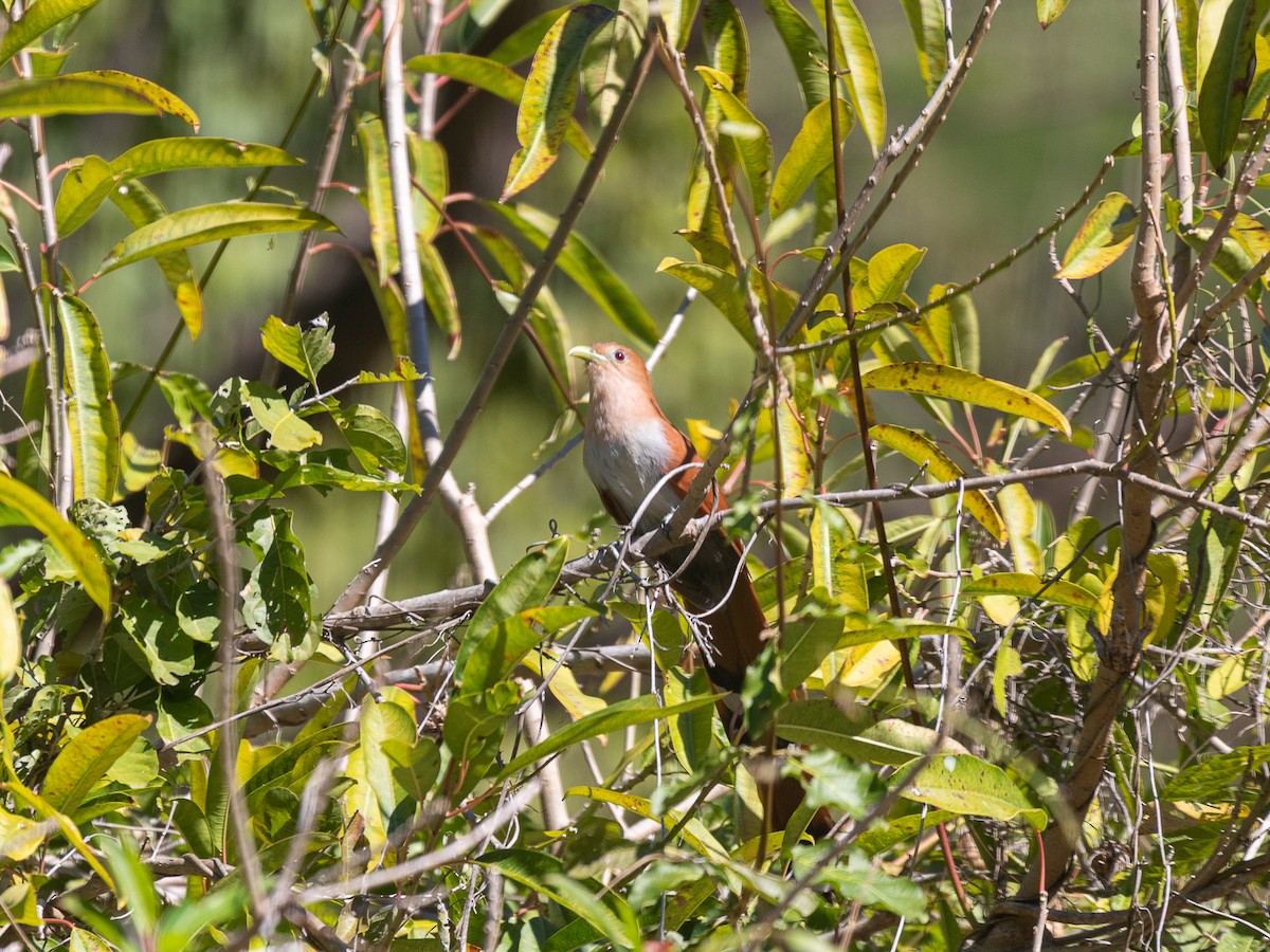 Squirrel Cuckoo - ML613363607