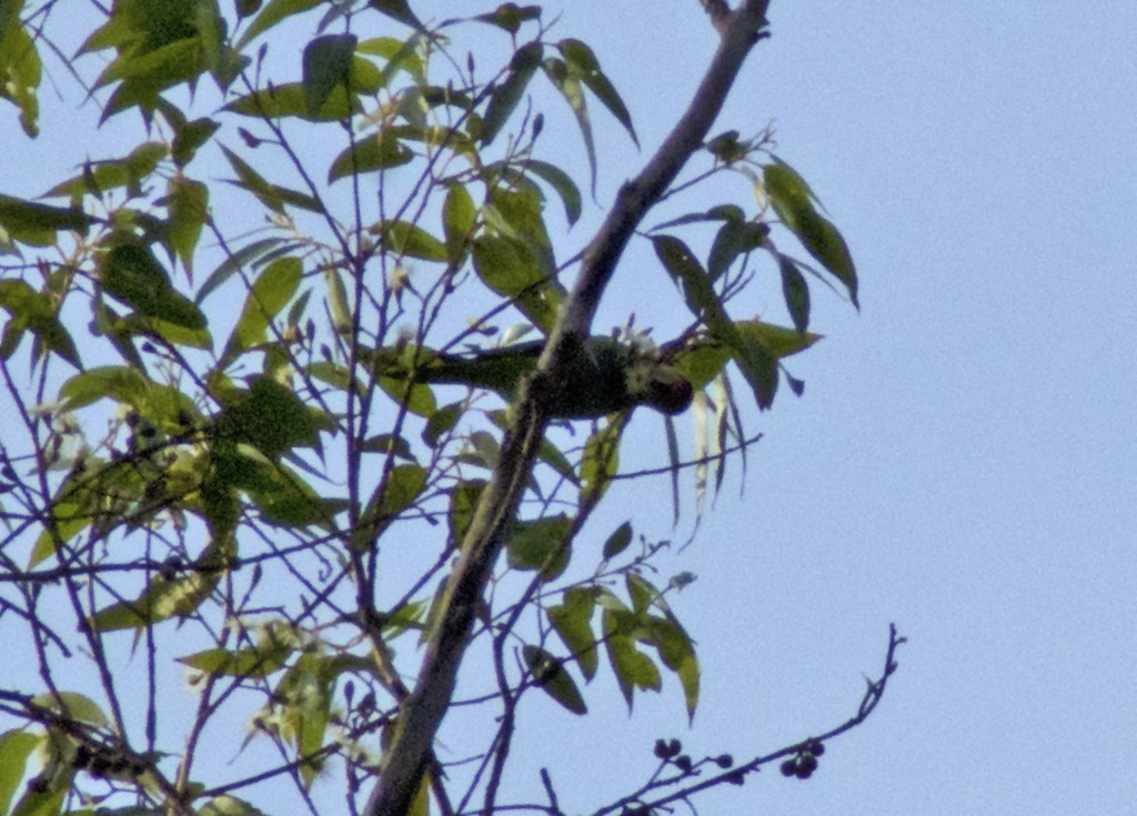 ムラサキガシラジャコウインコ - ML613363611