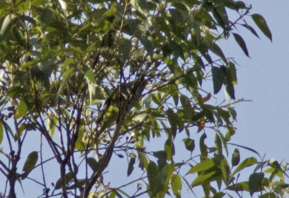 Purple-crowned Lorikeet - ML613363615