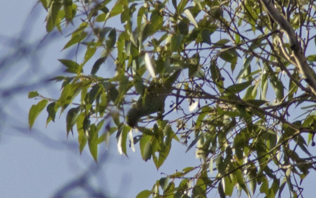 Purple-crowned Lorikeet - ML613363617