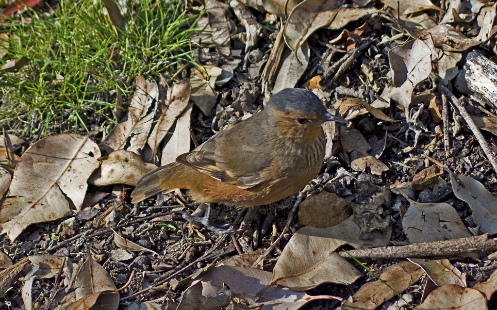 Rufous Treecreeper - Anthony Eales