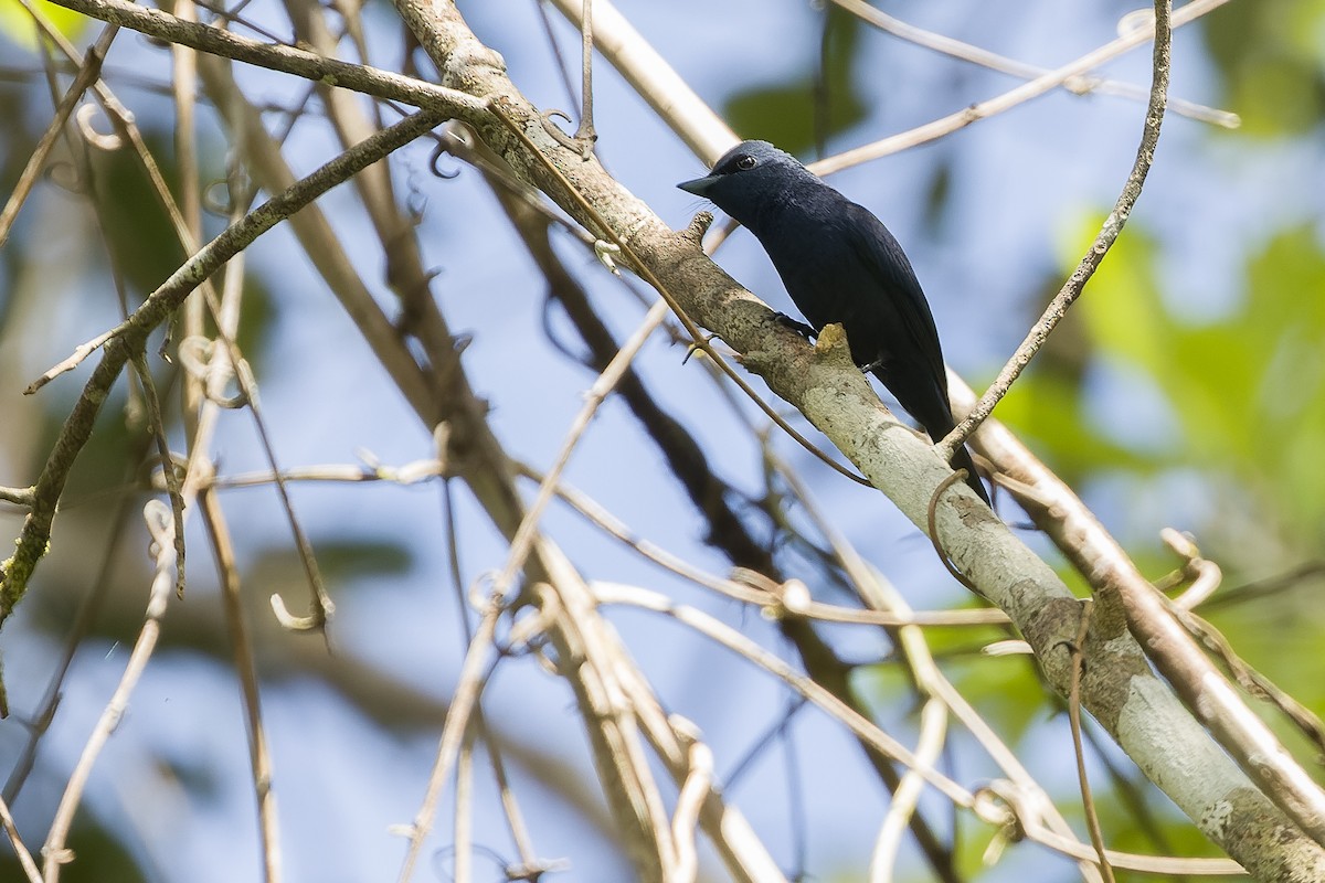 Shining Flycatcher - ML613363630