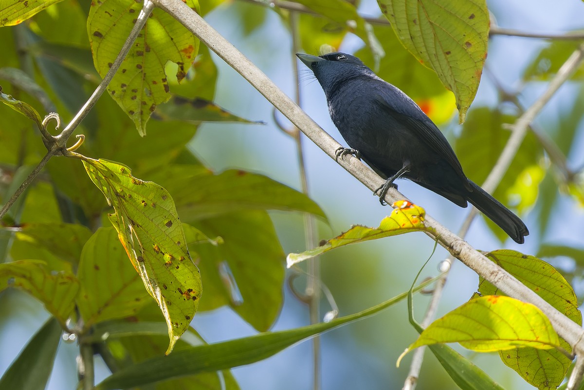 Shining Flycatcher - Joachim Bertrands