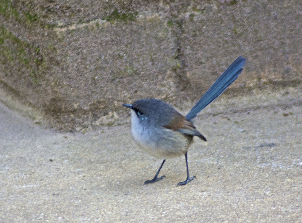 Mérion à gorge bleue - ML613363640