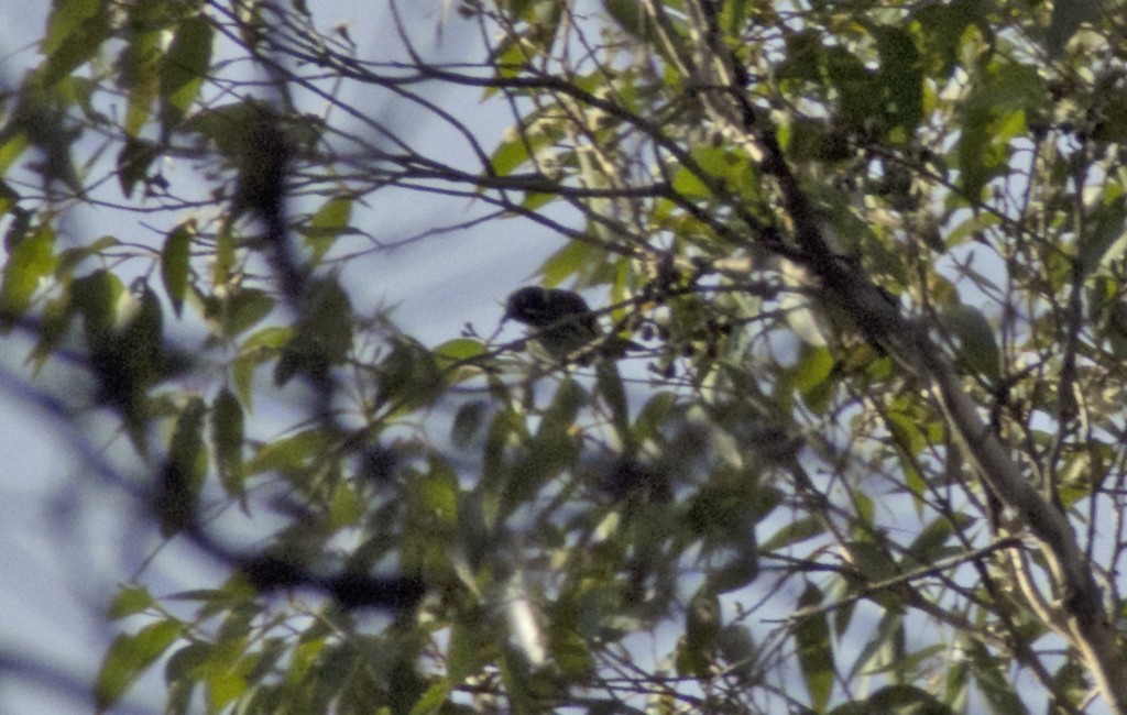 New Holland Honeyeater - Anthony Eales