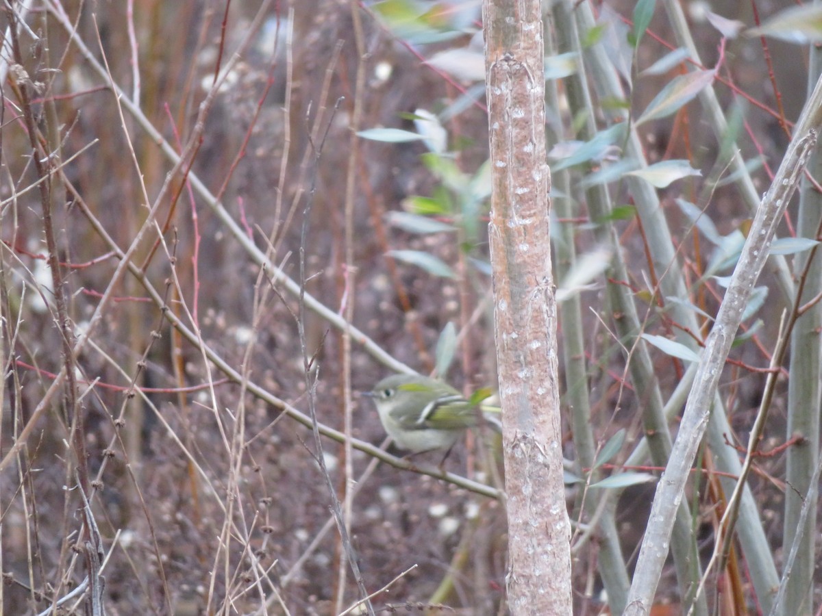 Ruby-crowned Kinglet - ML613363681