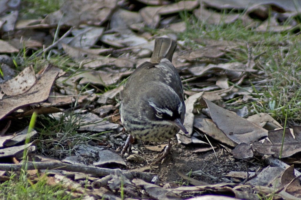 Fleckensericornis - ML613363689