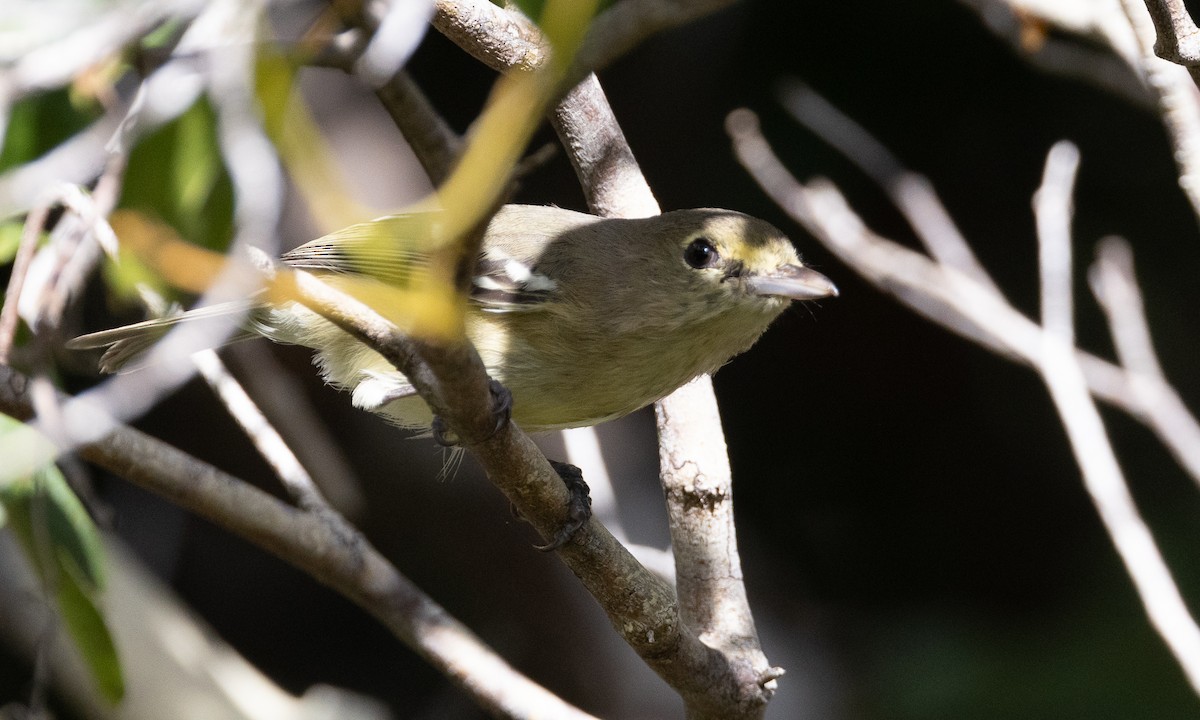 Thick-billed Vireo - ML613363694