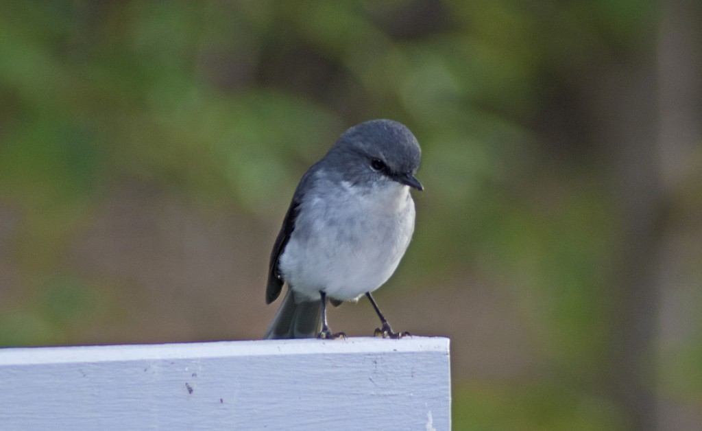 White-breasted Robin - Anthony Eales