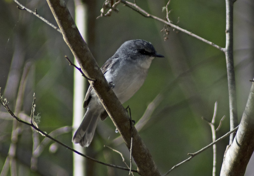 White-breasted Robin - ML613363705