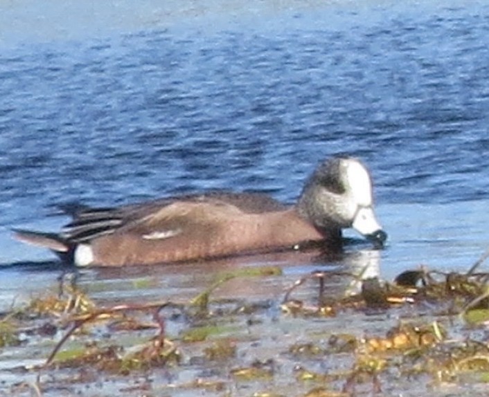 American Wigeon - Linda Vanderveen